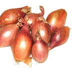 Лук-шалот: выбор сорта и правила выращивания