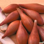 Лук-шалот: выбор сорта и правила выращивания