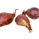 Лук-шалот: выбор сорта и правила выращивания