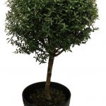 Мирт обыкновенный: особенности ухода в саду и в комнатных условиях