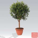 Мирт обыкновенный: особенности ухода в саду и в комнатных условиях