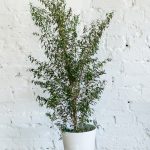 Мирт обыкновенный: особенности ухода в саду и в комнатных условиях