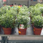 Мирт обыкновенный: особенности ухода в саду и в комнатных условиях