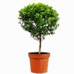 Мирт обыкновенный: особенности ухода в саду и в комнатных условиях