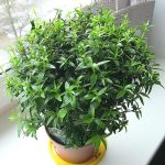 Мирт обыкновенный: особенности ухода в саду и в комнатных условиях