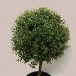 Мирт обыкновенный: особенности ухода в саду и в комнатных условиях