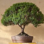 Мирт обыкновенный: особенности ухода в саду и в комнатных условиях