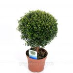 Мирт обыкновенный: особенности ухода в саду и в комнатных условиях