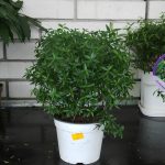Мирт обыкновенный: особенности ухода в саду и в комнатных условиях