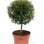 Мирт обыкновенный: особенности ухода в саду и в комнатных условиях