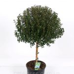 Мирт обыкновенный: особенности ухода в саду и в комнатных условиях