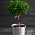 Мирт обыкновенный: особенности ухода в саду и в комнатных условиях