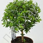 Мирт обыкновенный: особенности ухода в саду и в комнатных условиях