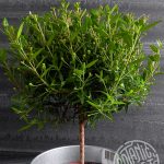 Мирт обыкновенный: особенности ухода в саду и в комнатных условиях