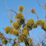 Омела белая: лечебные свойства и применение в медицине растения-паразита