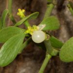 Омела белая: лечебные свойства и применение в медицине растения-паразита