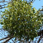 Омела белая: лечебные свойства и применение в медицине растения-паразита