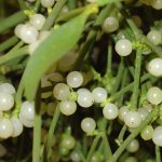 Омела белая: лечебные свойства и применение в медицине растения-паразита