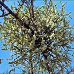 Омела белая: лечебные свойства и применение в медицине растения-паразита