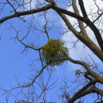 Омела белая: лечебные свойства и применение в медицине растения-паразита