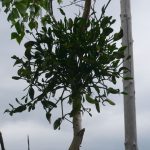 Омела белая: лечебные свойства и применение в медицине растения-паразита