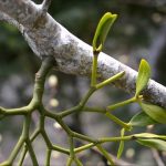 Омела белая: лечебные свойства и применение в медицине растения-паразита