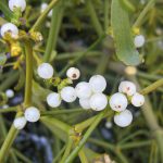 Омела белая: лечебные свойства и применение в медицине растения-паразита