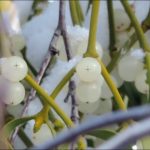 Омела белая: лечебные свойства и применение в медицине растения-паразита