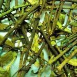 Омела белая: лечебные свойства и применение в медицине растения-паразита