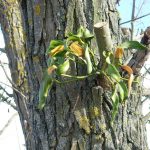 Омела белая: лечебные свойства и применение в медицине растения-паразита