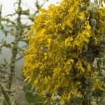 Омела белая: лечебные свойства и применение в медицине растения-паразита