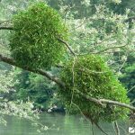 Омела белая: лечебные свойства и применение в медицине растения-паразита