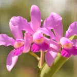 Особенности ухода за изысканной орхидеей Каттлея