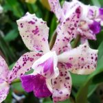 Особенности ухода за изысканной орхидеей Каттлея