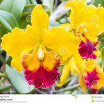 Особенности ухода за изысканной орхидеей Каттлея