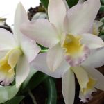 Особенности ухода за изысканной орхидеей Каттлея