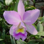 Особенности ухода за изысканной орхидеей Каттлея