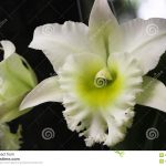 Особенности ухода за изысканной орхидеей Каттлея