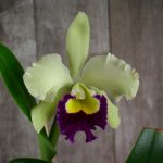 Особенности ухода за изысканной орхидеей Каттлея