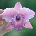 Особенности ухода за изысканной орхидеей Каттлея