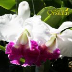 Особенности ухода за изысканной орхидеей Каттлея
