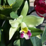 Особенности ухода за изысканной орхидеей Каттлея