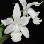 Особенности ухода за изысканной орхидеей Каттлея