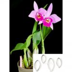 Особенности ухода за изысканной орхидеей Каттлея