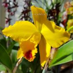 Особенности ухода за изысканной орхидеей Каттлея