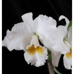 Особенности ухода за изысканной орхидеей Каттлея