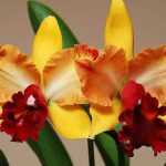 Особенности ухода за изысканной орхидеей Каттлея