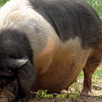 Породы свиней: описание и основные характеристики