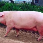 Породы свиней: описание и основные характеристики