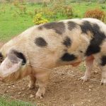 Породы свиней: описание и основные характеристики